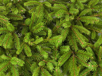 Plants, Background, Fir-Trees HD wallpaper
