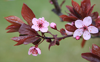 Plants, Flowers, Leaves HD wallpaper