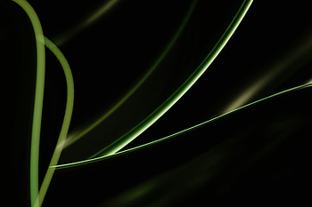 Green Plant Dark , abstract, dark, black, artist, artwork, digital-art HD wallpaper
