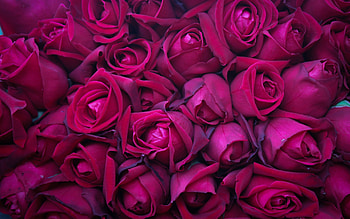 Roses, rose, pink, skin, flower, texture HD wallpaper