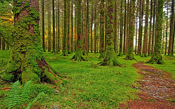 Nature, Trees, Forest, Path, Moss, Trail, Pebbles HD wallpaper