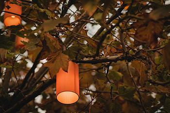 Shine, Light, Miscellanea, Miscellaneous, Wood, Tree, Branches, Lamp, Lantern, Illumination, Lighting HD wallpaper