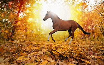 Horse, leaves, fall, nature, forest HD wallpaper