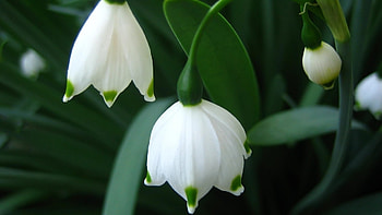 Plants, Flowers, Snowdrops HD wallpaper
