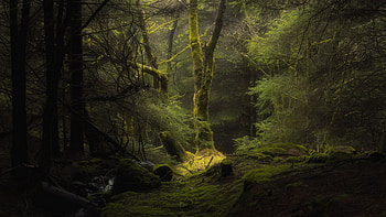 Fangorn, Movies, Tree HD wallpaper