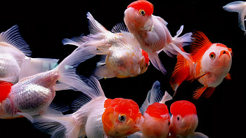 Goldfish, Community fish tank, Ultra , Aquatic beauty HD wallpaper