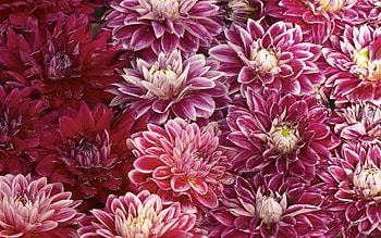 Flowers, Water, Chrysanthemum, Buds, To Swim, Swim HD wallpaper