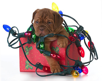 Puppy, dog, animal, tangled, craciun, cute, box, light, christmas, red, funny, paw, caine HD wallpaper