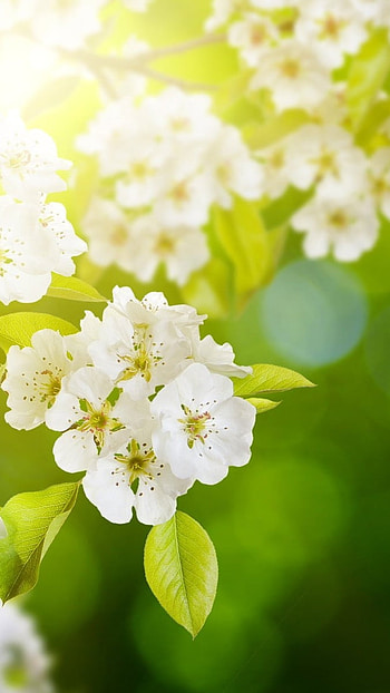 May Background, Green Nature, White Flowers HD phone wallpaper