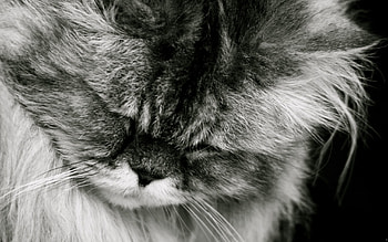 Animals, Cat, Fluffy, Muzzle, Bw, Chb HD wallpaper
