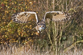 Flying Owl, cool, flying, owl HD wallpaper