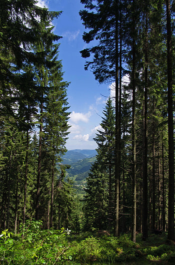 Nature, Trees, Mountains, Bush, Forest, Fir, Spruce HD phone wallpaper