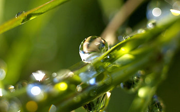 Plant, Macro, Moisture, Drop, Dew HD wallpaper