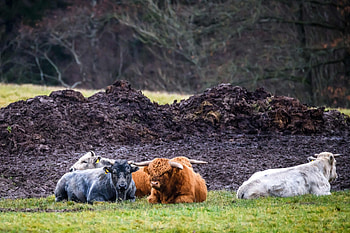 Symbolic blue cows, Latvian art project, Colorful cow sculptures, Cultural significance HD wallpaper