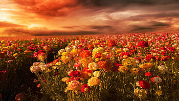 The Flower Fields in Carlsbad, California, blossoms, rows, colors, clouds, sky, usa, sunset HD wallpaper