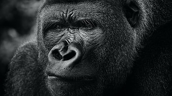 Anime gorilla, Unique artwork, Imaginative creation, Fictional world HD wallpaper