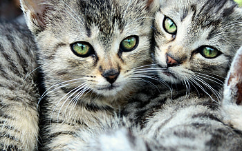 Animals, Cats, Eyes, Striped, Moustache, Mustache, Two HD wallpaper