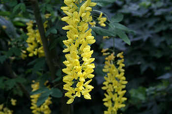 Flowers Contrast background 30, Yellow, graphy, green, Flowers, garden HD wallpaper