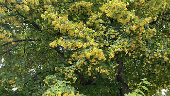 Linden Tree, stock video footage, , Nature HD wallpaper