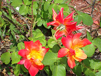 Tequilla Sunrise Trio, roses, tequilla, sunrise, florida HD wallpaper