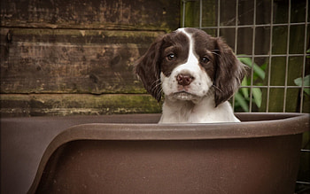 Animals, Sit, Dog, Muzzle, Spotted, Spotty, Puppy HD wallpaper