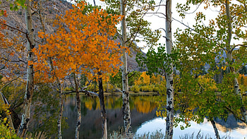Birch Tree, Autumn HD wallpaper