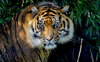 Animals, Tigers HD wallpaper