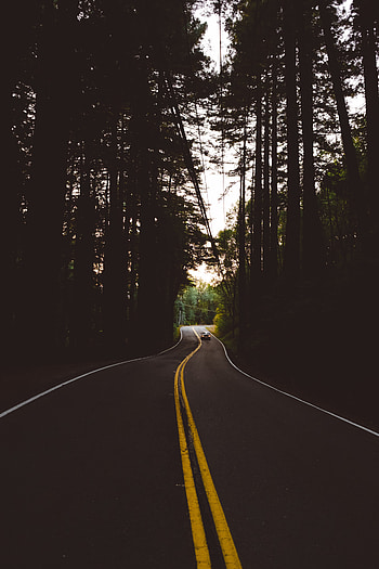 Auto, Trees, Dark, Road, Markup, Forest, Evening HD phone wallpaper