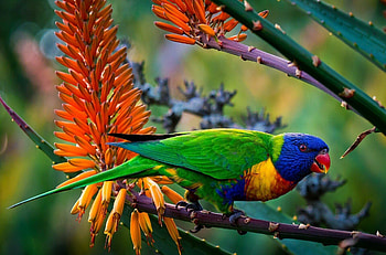 Rainbow Lorikeet, Parrots HD wallpaper