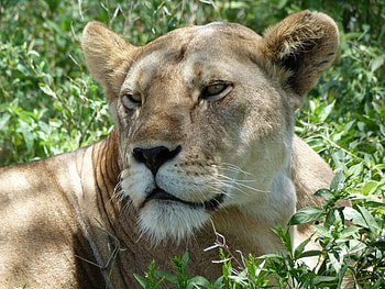 Animals, Lions HD wallpaper