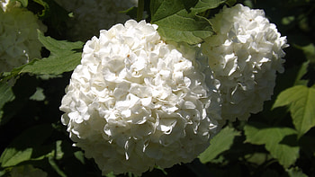angel white, white, leaves, flower, green, spring HD wallpaper