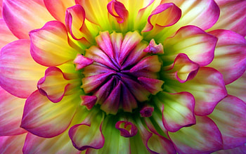 Flower, pink, skin, yellow, green, macro HD wallpaper