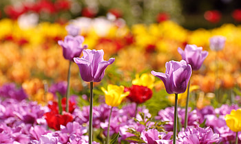 Flowers, Tulips, Blur, Smooth, Flower Bed, Flowerbed HD wallpaper
