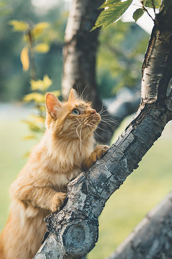 Animals, Wood, Cat, Fluffy, Tree, Sight, Opinion HD phone wallpaper