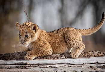 Curious baby lion cubs, Majestic feline, Tiny royalty, Endearing playfulness HD wallpaper
