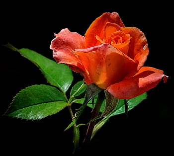 Close-up of a vibrant orange rose with lush green leaves on a black background. HD wallpaper