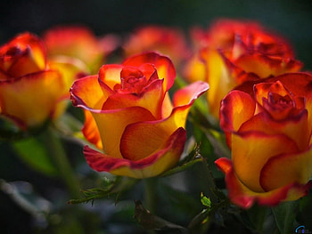 Yellow-Red Roses, roses, petals, yellow, red, nature, flowers, macro HD wallpaper