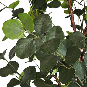 Evergreen eucalyptus tree, Purchase, 180 cm HD phone wallpaper