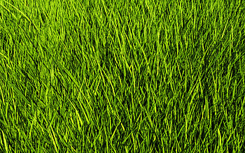 green grass texture, grass background, green grass, grass texture, lawn background HD wallpaper