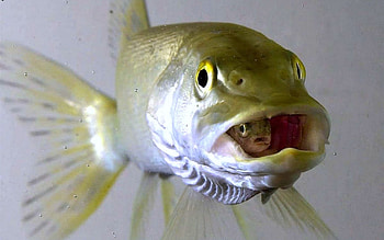 Fish Within a Fish, Animals, Water, Offspring, Fish HD wallpaper