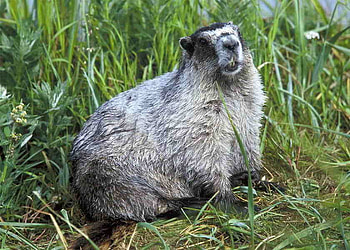 Marmot, cool, beautiful HD wallpaper