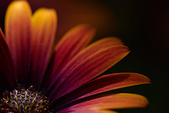 Flowers, Flower, Macro, Petals, Focus HD wallpaper