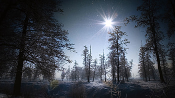 Winter, Nature, Sun, Snow, Shine, Light, Forest, Morning, Grains HD wallpaper