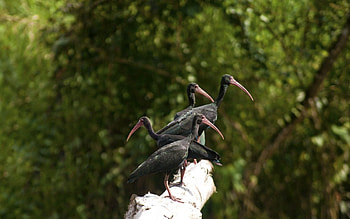 Animals, Nature, Birds, Ibises, Ibis HD wallpaper