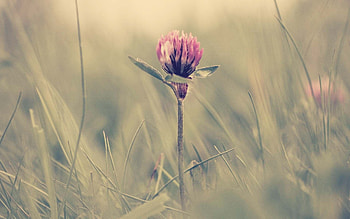 Grass, Macro, Glare, Shine, Light, Clover HD wallpaper