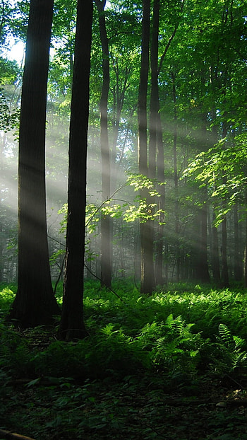 Forest, Natural, Trees HD phone wallpaper