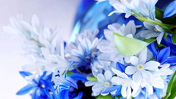 Flowers, Petals, Bouquet HD wallpaper