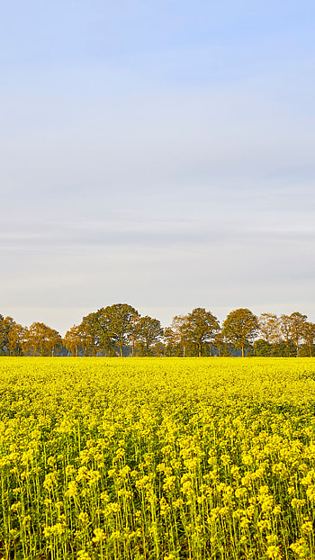 Rapeseed, Farms HD phone wallpaper