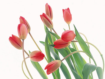 Red Flowers !!!, nature, green, red, flower HD wallpaper