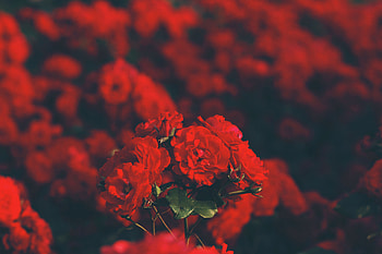 Flowers, Roses, Blur, Smooth, Bouquet HD wallpaper